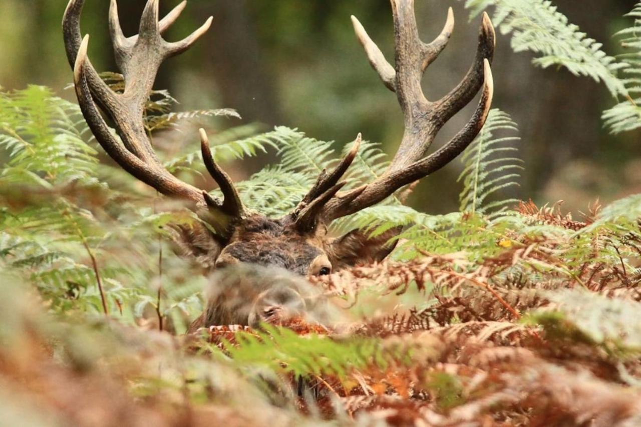La Chouette Au Bouleau Villa Hargnies Kültér fotó