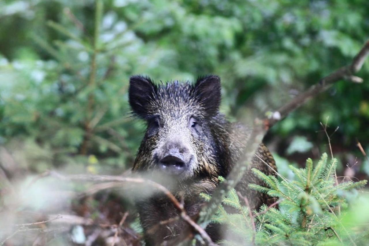 La Chouette Au Bouleau Villa Hargnies Kültér fotó